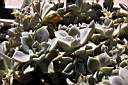 AEONIUM LINDLEYI.jpg